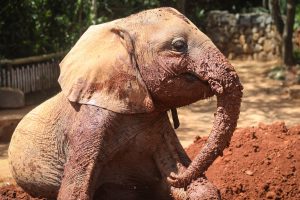 Maisha (c) Sheldrick Wildlife Trust