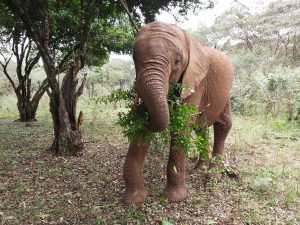 Maktao (c) Sheldrick Wildlife Trust