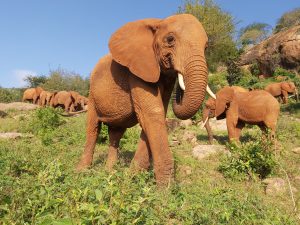 Mashariki (vorn) und Ndoria (hinten) (c) Sheldrick Wildlife Trust