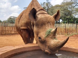 Maxwell (c) Sheldrick Wildlife Trust