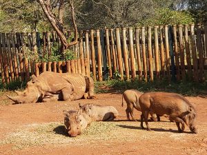 Maxwell (c) Sheldrick Wildlife Trust