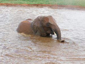 Mbegu (c) Sheldrick Wildlife Trust