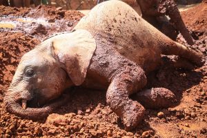 Mukkoka (c) Sheldrick Wildlife Trust