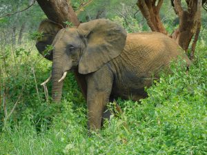 Murera kratzt sich ihren Kopf (c) Sheldrick Wildlife Trust