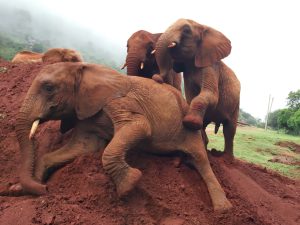 Murit will auf Sagala aufsteigen (c) Sheldrick Wildlife Trust