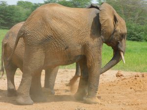 Mwashoti (c) Sheldrick Wildlife Trust