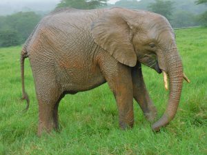 Mwashoti (c) Sheldrick Wildlife Trust