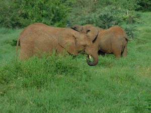 Mwashoti (c) Sheldrick Wildlife Trust