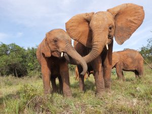 Naboishu und Maisha (c) Sheldrick Wildlife Trust
