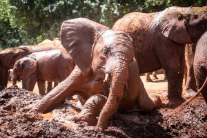 Nabulu (c) Sheldrick Wildlife Trust