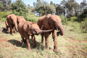 Naleku und Maktao (c) Sheldrick Wildlife Trust