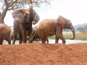 Ndii (links) und Ndotto (rechts) (c) Sheldrick Wildlife Trust