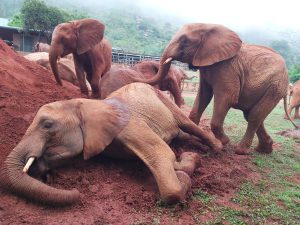 Ndotto will auf Aruba aufsteigen (c) Sheldrick Wildlife Trust