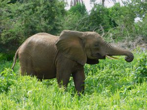 Ngasha (c) Sheldrick Wildlife Trust