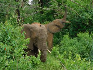 Ngasha (links) und Mwashoti (rechts) (c) Sheldrick Wildlife Trust