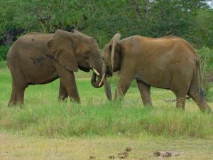 Ngasha und Quanza (c) Sheldrick Wildlife Trust