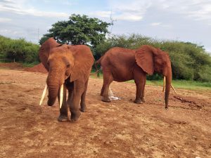 Nguvu (vorn) und Ndara (hinten) (c) Sheldrick Wildlife Trust