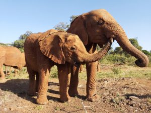 Olorien und Mukkoka (c) Sheldrick Wildlife Trust