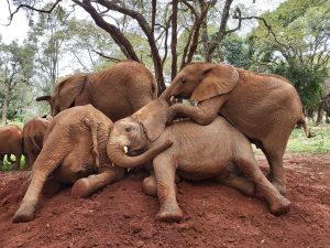 Die Waisen (c) Sheldrick Wildlife Trust