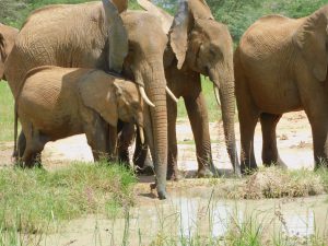 Die Waisen am Wasserloch (c) Sheldrick Wildlife Trust