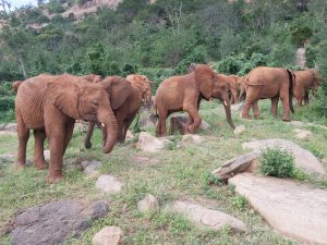 Die Waisen (c) Sheldrick Wildlife Trust