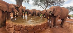 Die Waisen an der Tränke unter dem Affenbrotbaum (c) Sheldrick Wildlife Trust