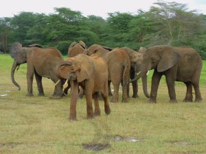 Die Waisen beratschlagen (c) Sheldrick Wildlife Trust