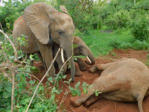 Die Waisen spielen nach dem Regen im Dreck (c) Sheldrick Wildlife Trust