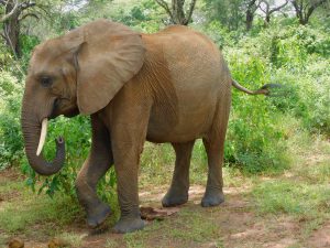 Quanza (c) Sheldrick Wildlife Trust