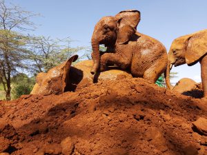 Roho und Kiasa (c) Sheldrick Wildlife Trust