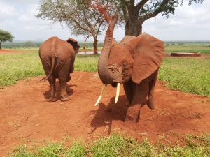 Suswa beim Dreckduschen (c) Sheldrick Wildlife Trust