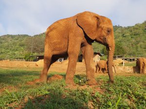 Tagwa (c) Sheldrick Wildlife Trust