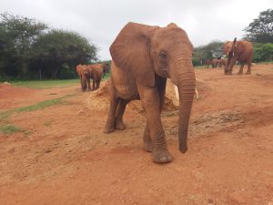 Tahri (c) Sheldrick Wildlife Trust
