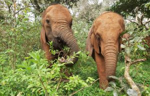Ziwadi und Kindani (c) Sheldrick Wildlife Trust