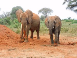 Barsilinga und Siangiki (c) Sheldrick Wildlife Trust