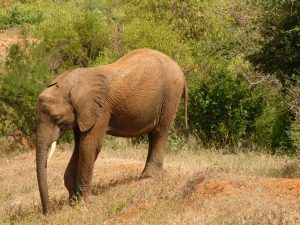 Barsilinga (c) Sheldrick Wildlife Trust
