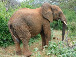 Bomani (c) Sheldrick Wildlife Trust