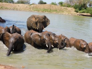 Challa mit den Waisen im Wasser (c) Sheldrick Wildlife Trust