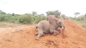 Enkikwe (c) Sheldrick Wildlife Trust