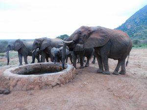 Die Ex-Waisen beim Saufen an der Stalltränke (c) Sheldrick Wildlife Trust