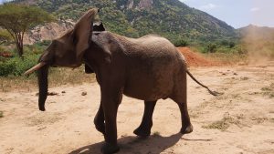 Kauro (c) Sheldrick Wildlife Trust