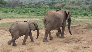 Kinna und Kama (c) Sheldrick Wildlife Trust