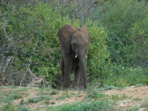 Kuishi (c) Sheldrick Wildlife Trust