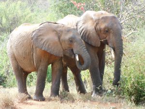 Lemoyian und Garzi (c) Sheldrick Wildlife Trust
