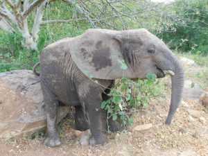Malima beim Schubbern (c) Sheldrick Wildlife Trust