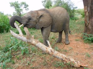 Mapia (c) Sheldrick Wildlife Trust
