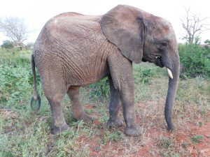 Mteto (c) Sheldrick Wildlife Trust