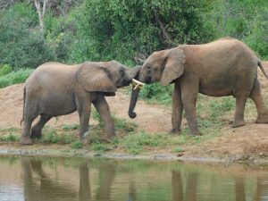 Olsekki und Bomani (c) Sheldrick Wildlife Trust