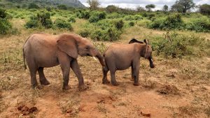 Oltaiyoni und Ambo (c) Sheldrick Wildlife Trust