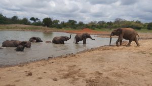 Die Waisen beim Baden (c) Sheldrick Wildlife Trust